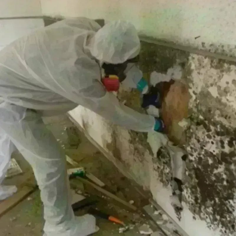 Mold Remediation and Removal in Rapides Parish, LA